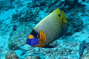 Pomacanthus xanthometopon-Maldives Mahibadoo Rock-6m-20240424-da-DSC_6648_tn